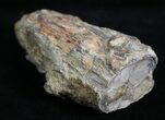 Unpolished Petrified Wood Limb - Blue Forest #28953-1